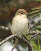 European Pied Flycatcher