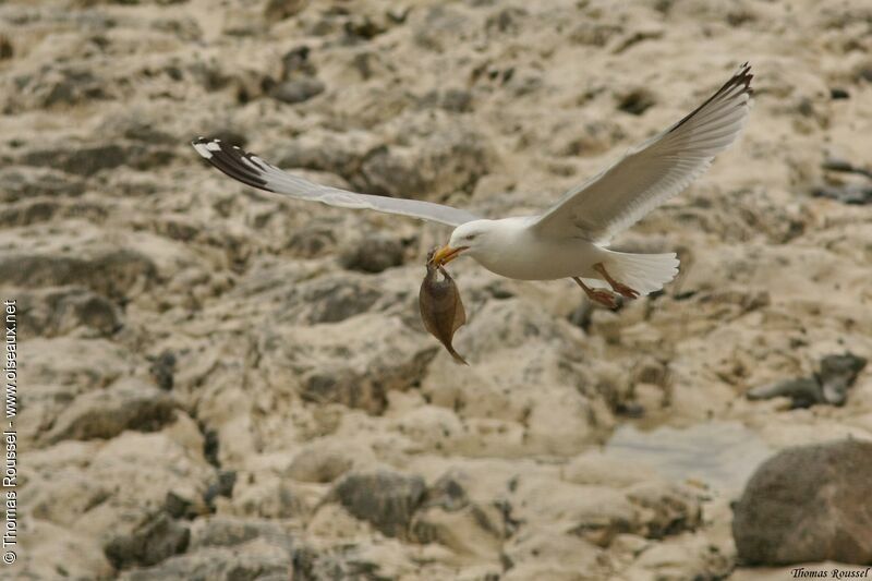 European Herring Gull, Flight, feeding habits