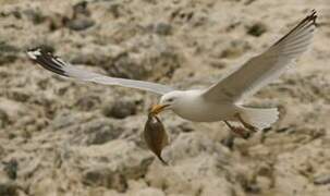 European Herring Gull