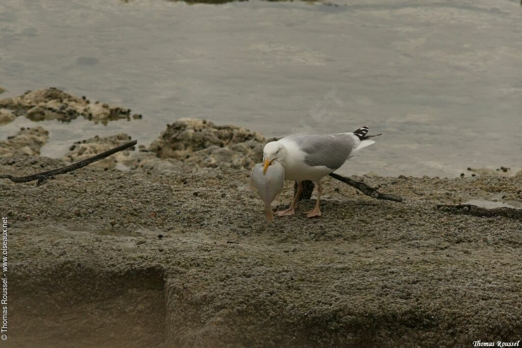 European Herring Gull, feeding habits