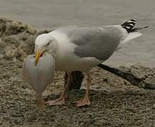 European Herring Gull