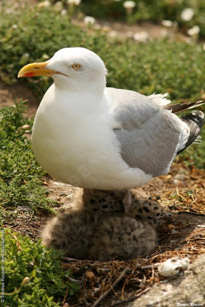 Goéland argenté, identification, Nidification