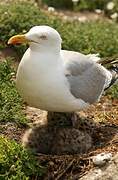 European Herring Gull