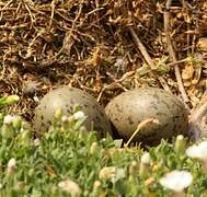 European Herring Gull