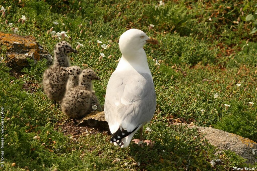 Goéland argenté, identification, Nidification