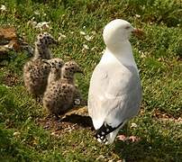 European Herring Gull