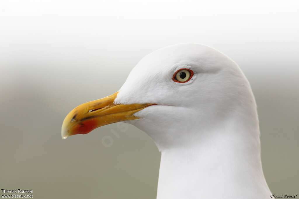 Lesser Black-backed Gulladult breeding, close-up portrait