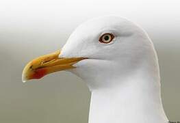 Lesser Black-backed Gull