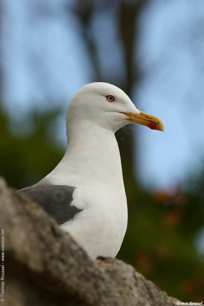 Lesser Black-backed Gull, identification