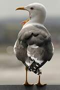 Lesser Black-backed Gull