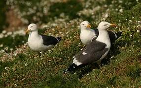 Lesser Black-backed Gull