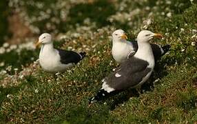 Lesser Black-backed Gull