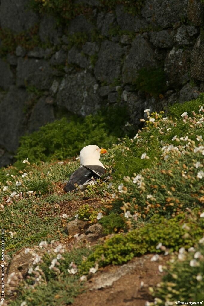 Lesser Black-backed Gulladult breeding, Reproduction-nesting