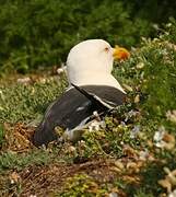 Lesser Black-backed Gull