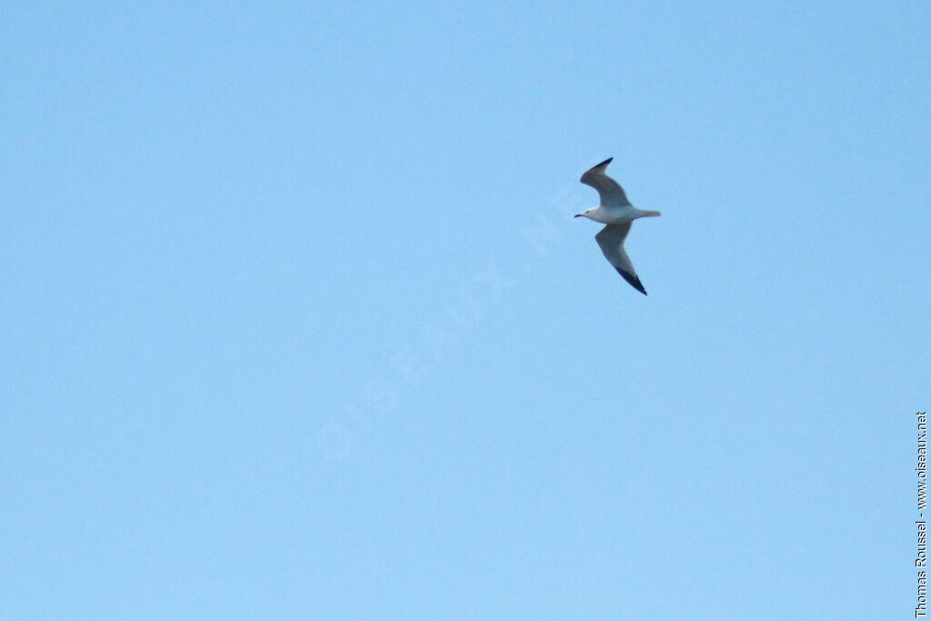 Audouin's Gull, Flight