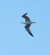 Audouin's Gull