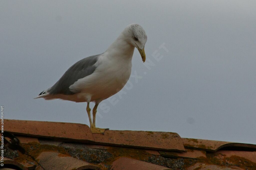 Yellow-legged Gulladult, identification