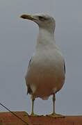 Yellow-legged Gull