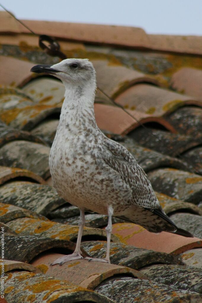 Yellow-legged Gullimmature