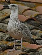 Yellow-legged Gull