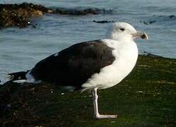 Great Black-backed Gull