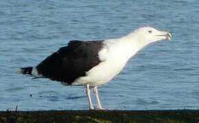 Great Black-backed Gull