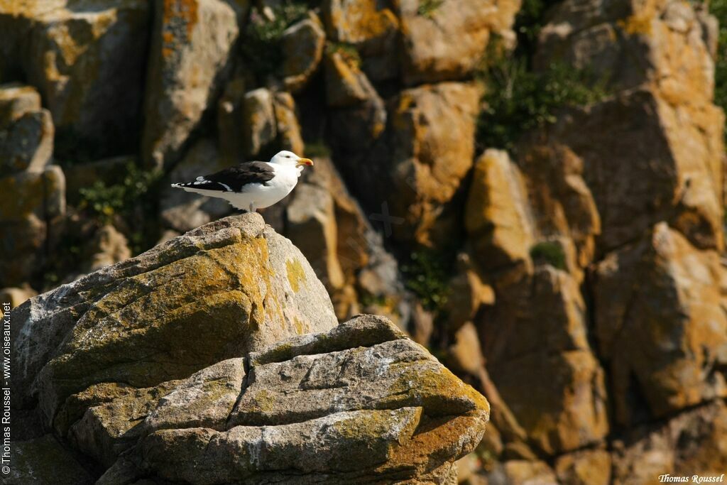 Great Black-backed Gull