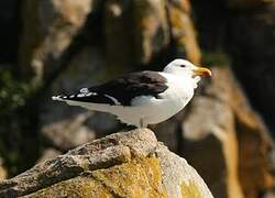 Great Black-backed Gull