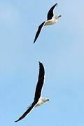 Great Black-backed Gull