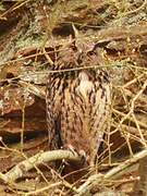 Eurasian Eagle-Owl