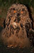 Eurasian Eagle-Owl