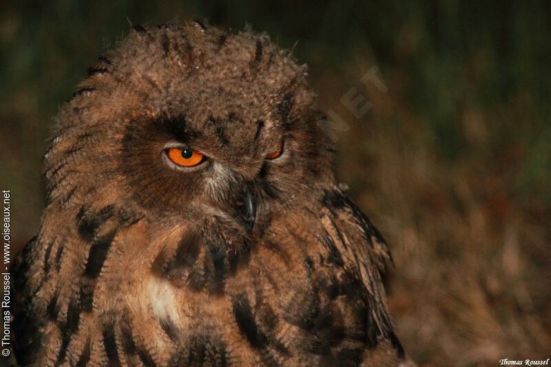 Eurasian Eagle-Owljuvenile