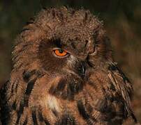 Eurasian Eagle-Owl