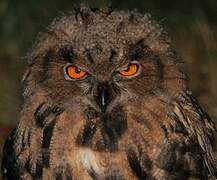 Eurasian Eagle-Owl