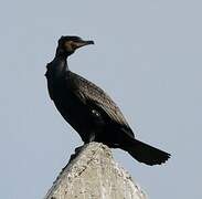 Great Cormorant