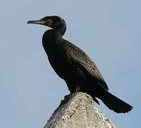 Great Cormorant