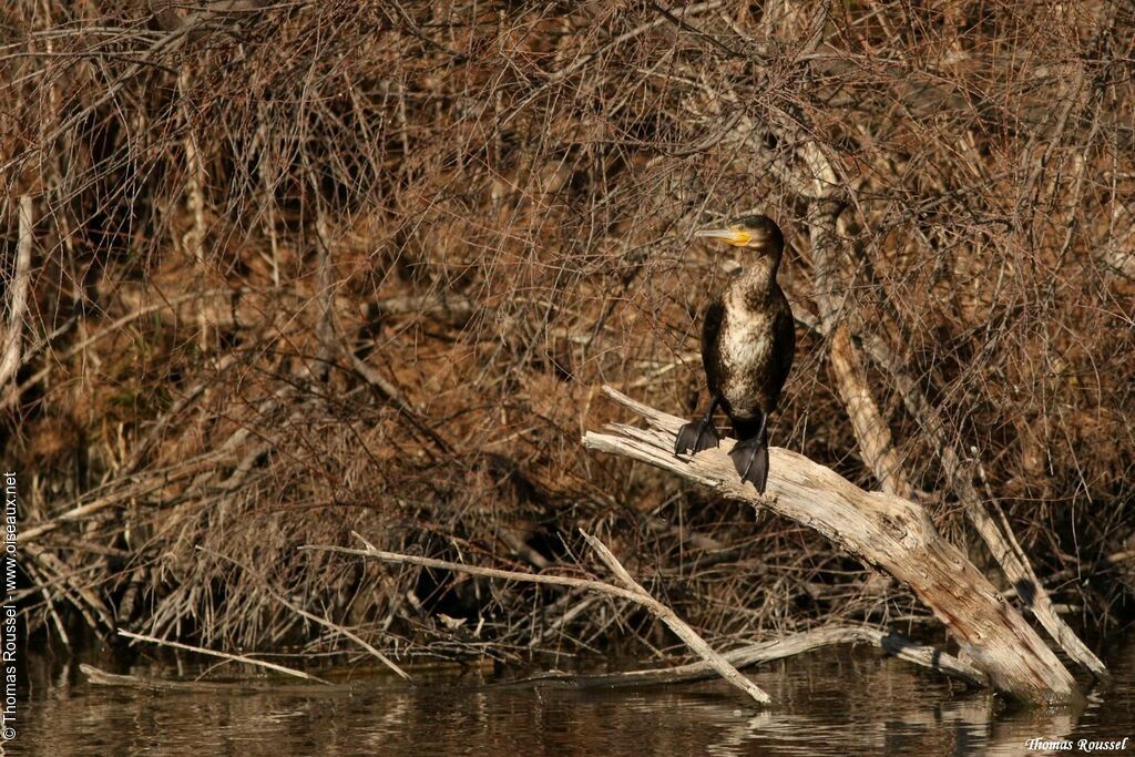 Great Cormorant