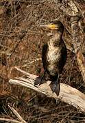 Great Cormorant