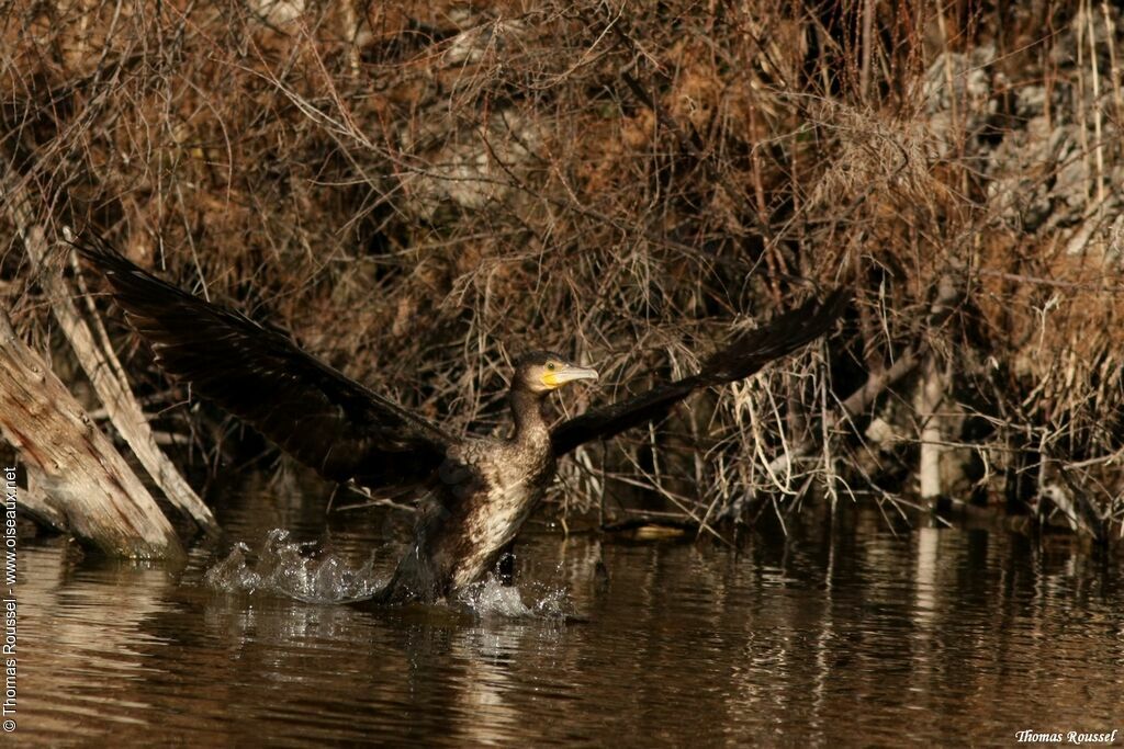 Great Cormorant, Flight