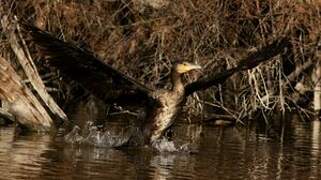 Great Cormorant