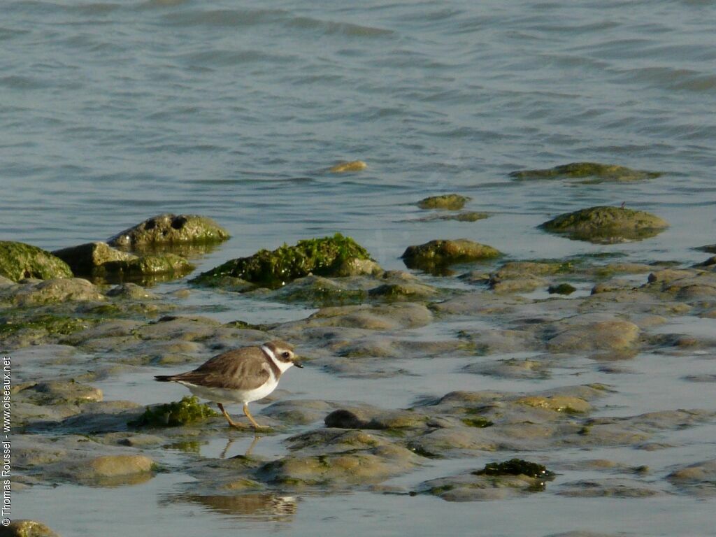 Common Ringed Plover