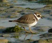 Common Ringed Plover