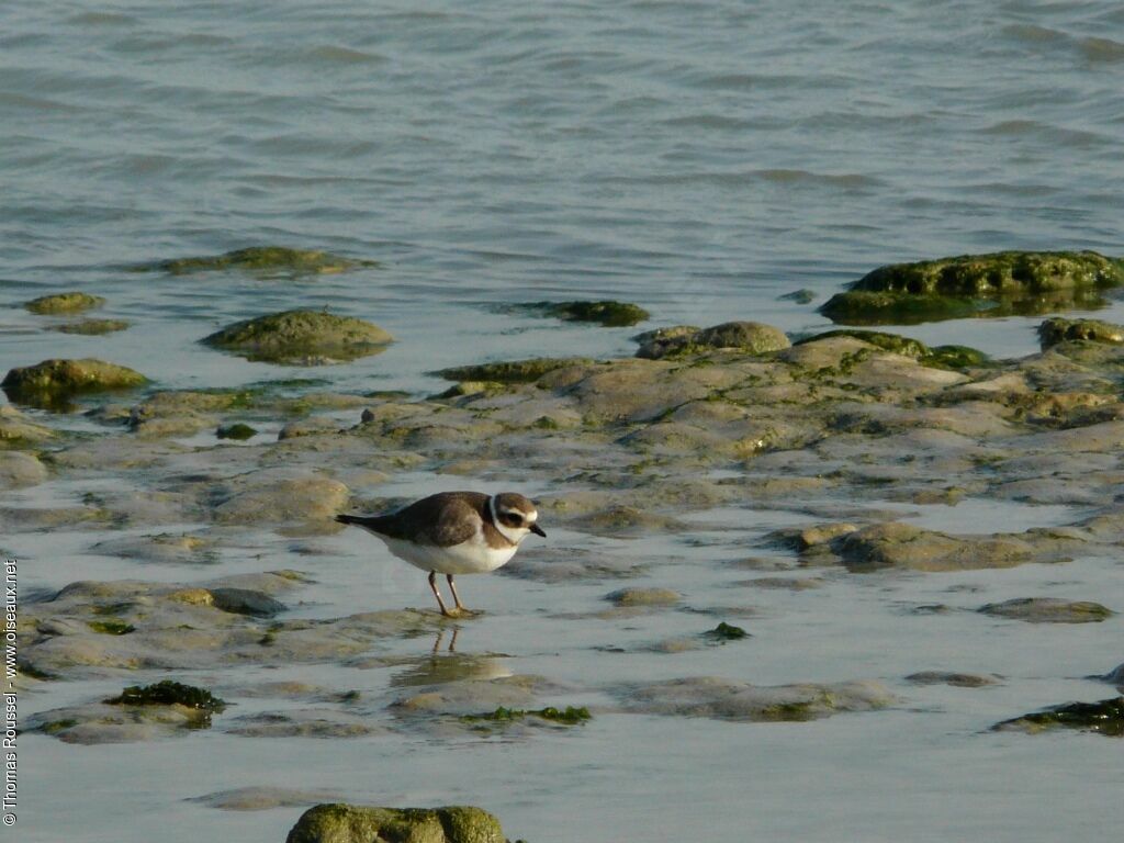 Common Ringed Plover