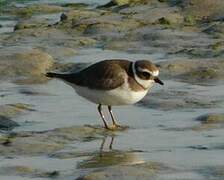 Common Ringed Plover