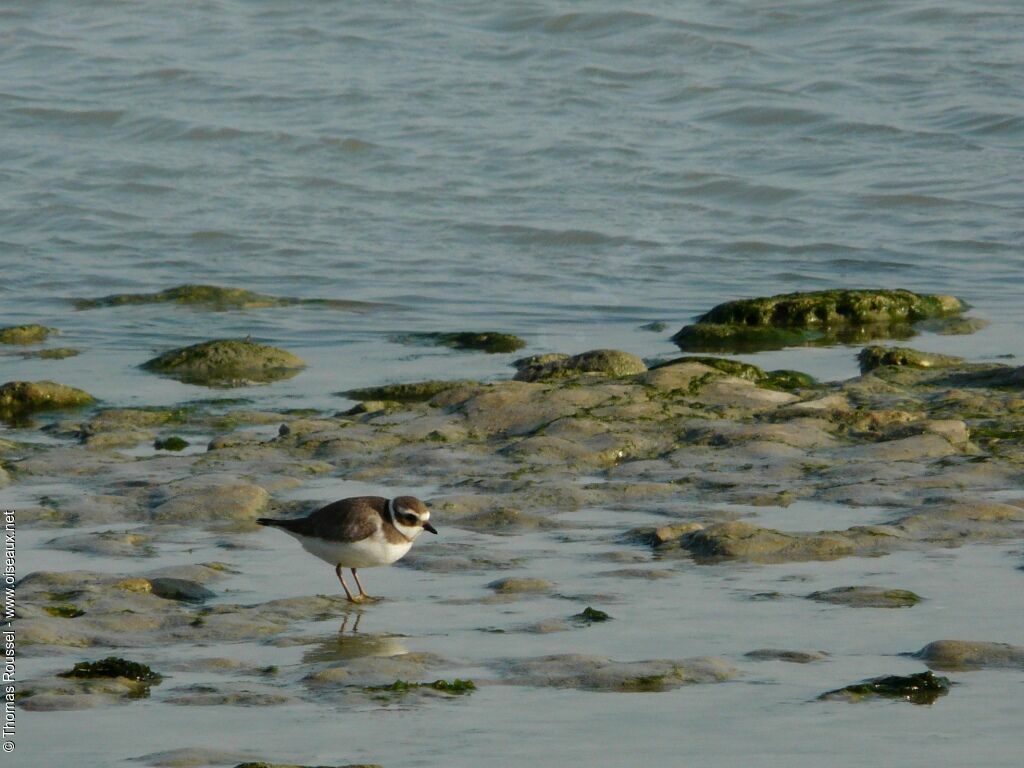 Common Ringed Plover