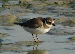 Common Ringed Plover