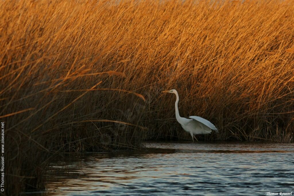 Grande Aigrette