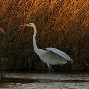 Grande Aigrette