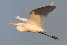 Great Egret