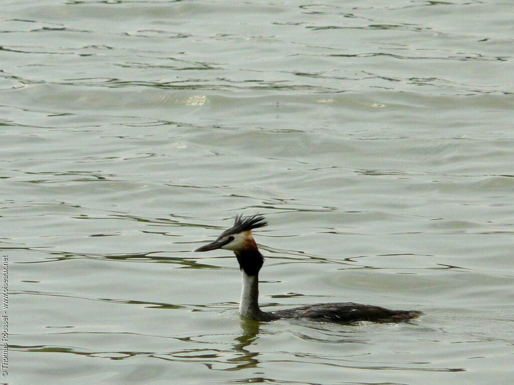 Great Crested Grebe, identification